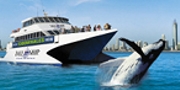 Tall Ship Whale Watch Options