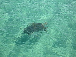 Turtle in the water off Tangalooma.
