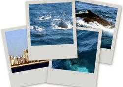 Whale watching tips for Gold Coast Australia