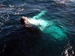 Watching whales in Gold Coast starting from June each year through to November.