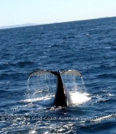 On the Whales in Paradise tour you might see a whale tail or even more!