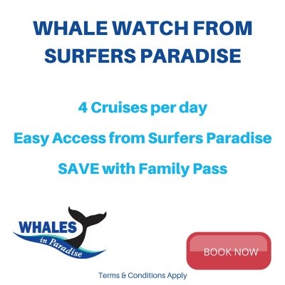 Whale Watching From Surfers Paradise