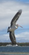 Australian pelican flying