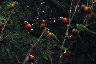 Birds at Currumbin.