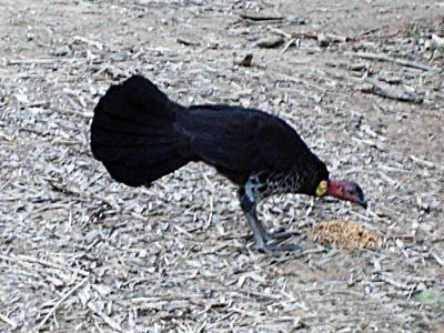 Bush Turkey at Currumbin.