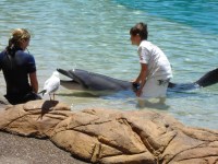 Cool off at Sea World with the dolphins