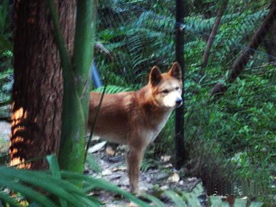 Dingo at Currumbin.