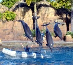 Dolphin Show at Gold Coast Sea World