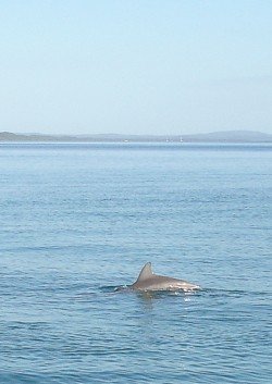 Dolphins in the water at Tangalooma. We saw these on the Eco Cruise.