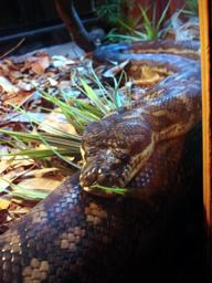 Dreamworld reptile house has snakes, lizards and lot more.