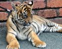 Dreamworld Tiger Cub