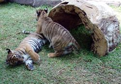 Dreamworld tiger cubs playing together near Tiger Island.