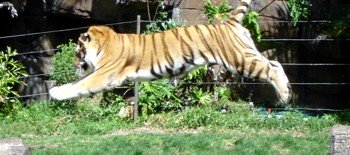 Dreamworld Tiger jumping between logs at Tiger Island Presentation.