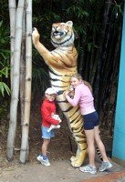 Dreamworld tigers. This one is just before you get to Tiger Island Show.