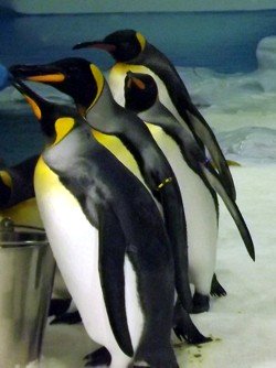 Not Emperor Penguins at Sea World - these are King Penguins