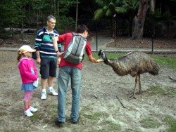 Feeding emu at Currumbin.