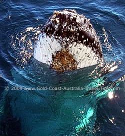 Photo of Humpback Whale off Gold Coast Australia