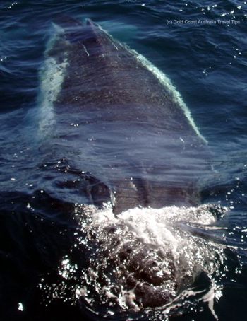 Humpback whale picture from above