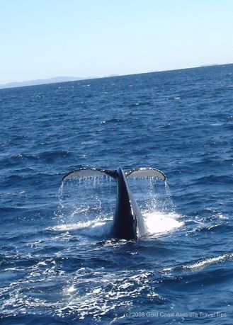 Humpback whale tail photo