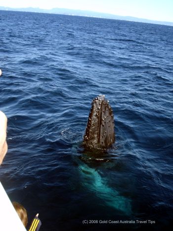 Humpback whale watching off the Gold Coast