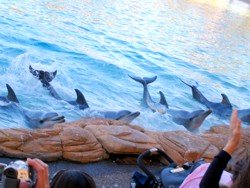 Imagine Dolphin Show at Sea World