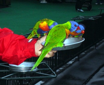 Lorikeets feeding at Currumbin.