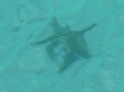 You can see how clear the water is. This is a Star fish in Moreton Bay.