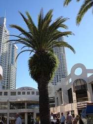 Orchid Avenue Surfers Paradise.