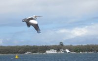 Pelican flying above the broadwater