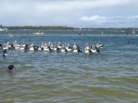 Pelicans on Ian Dipple Lagoon at Labrador waiting to be fed