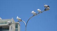 Pelicans on lamppost at Labrador. Don't park or stand underneath!