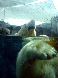 Polar Bear at Sea World