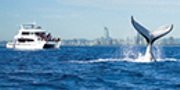 Sea World Whale Watch Season Options