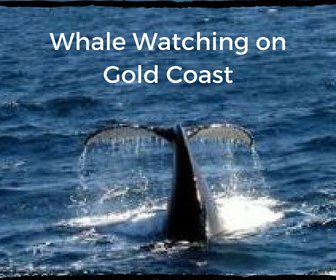 Whale Watching in Gold Coast