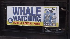 Follow the sign for whale watching in Surfers Paradise.