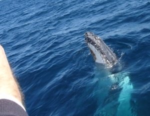 Whale Very Close To Boat spyhopping to check us out.