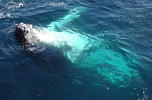 Whale lounging around near boat!