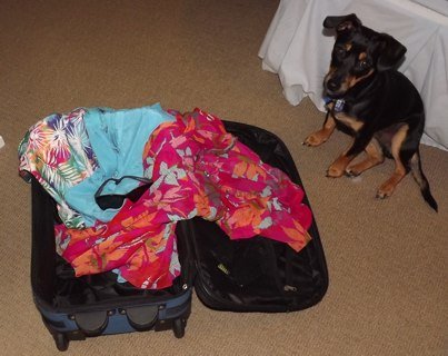 What To Pack and What Not To Pack - Don't Pack The Dog!