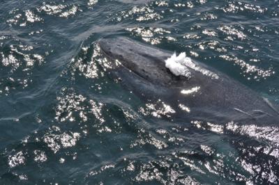 Humpback surfacing