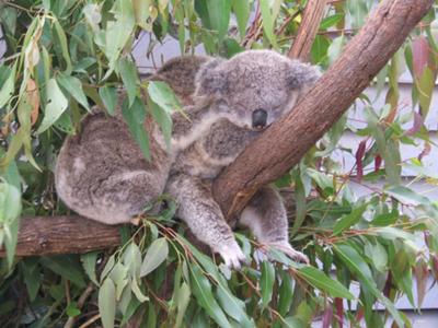 Holding Koala At Currumbin